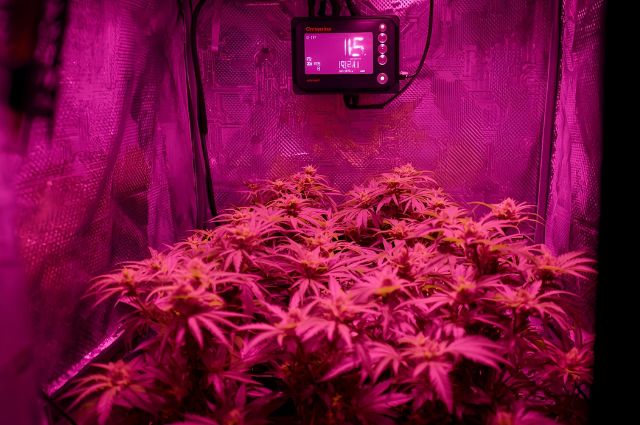 Tenda Grow: Controle Total do seu Cultivo Indoor